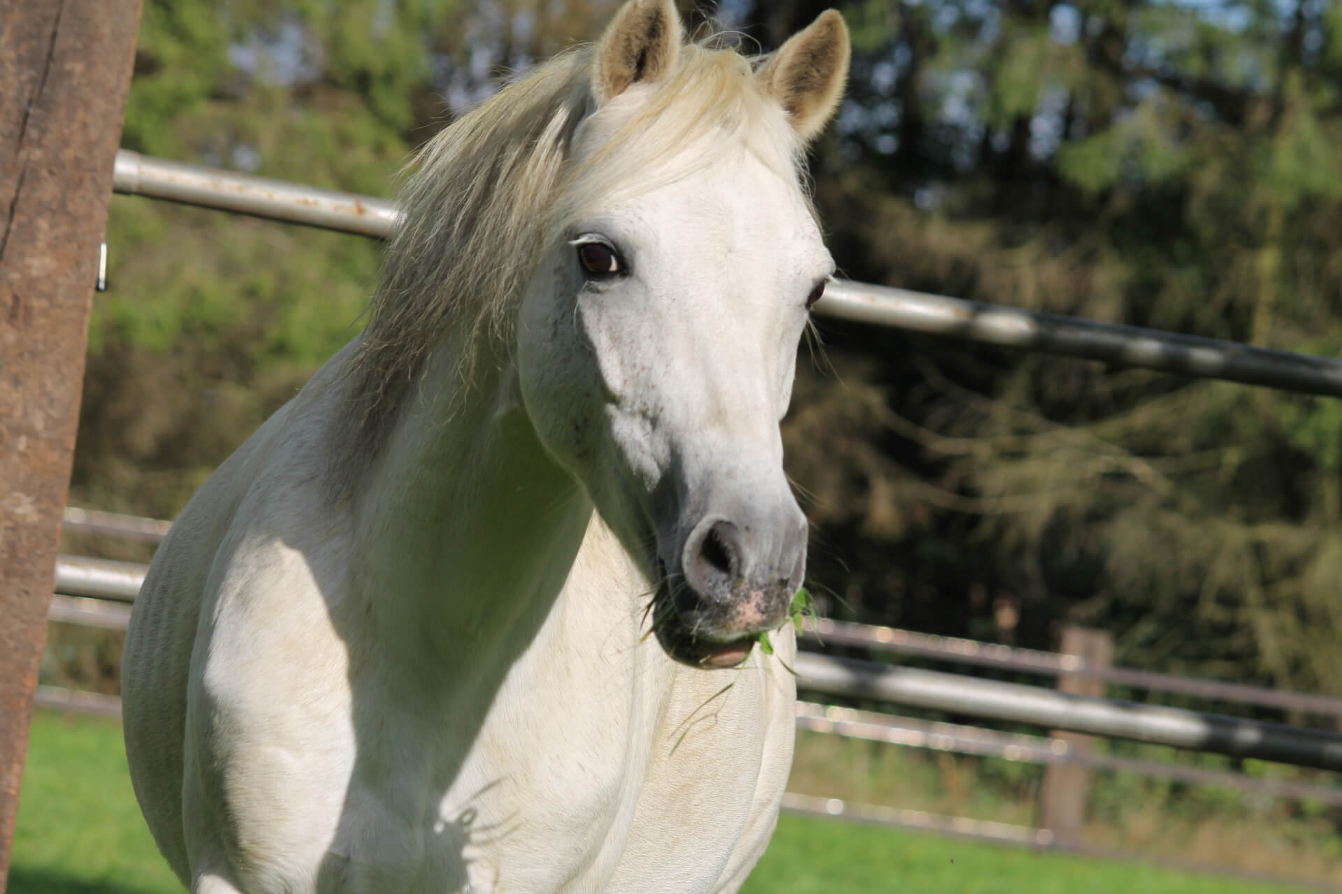 Equitherapie, coaching met paarden, paardentherapie