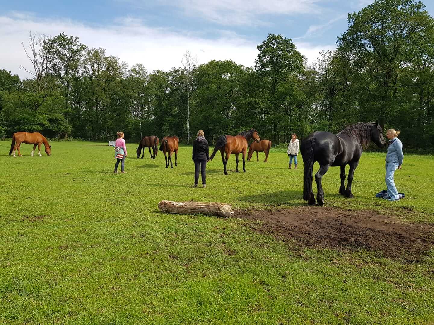 Sjamanistische coaching met paarden